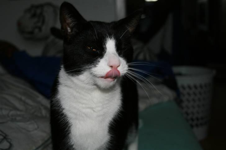 Blanding af racer Thor billede 8