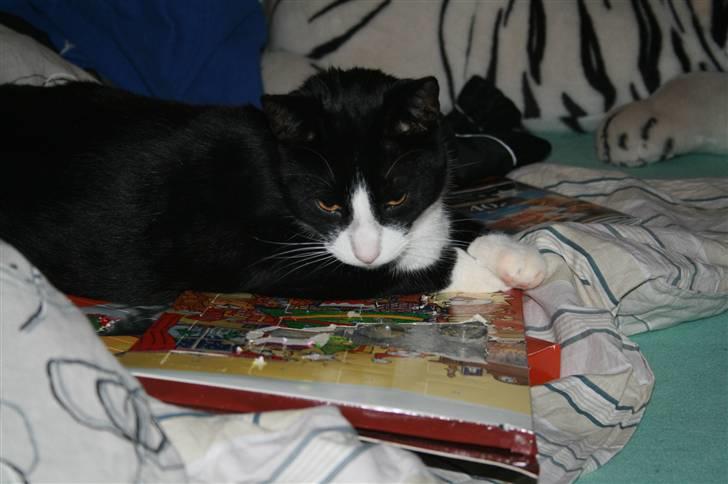 Blanding af racer Thor billede 9