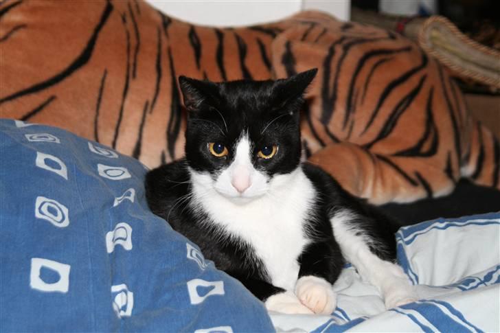 Blanding af racer Thor billede 10