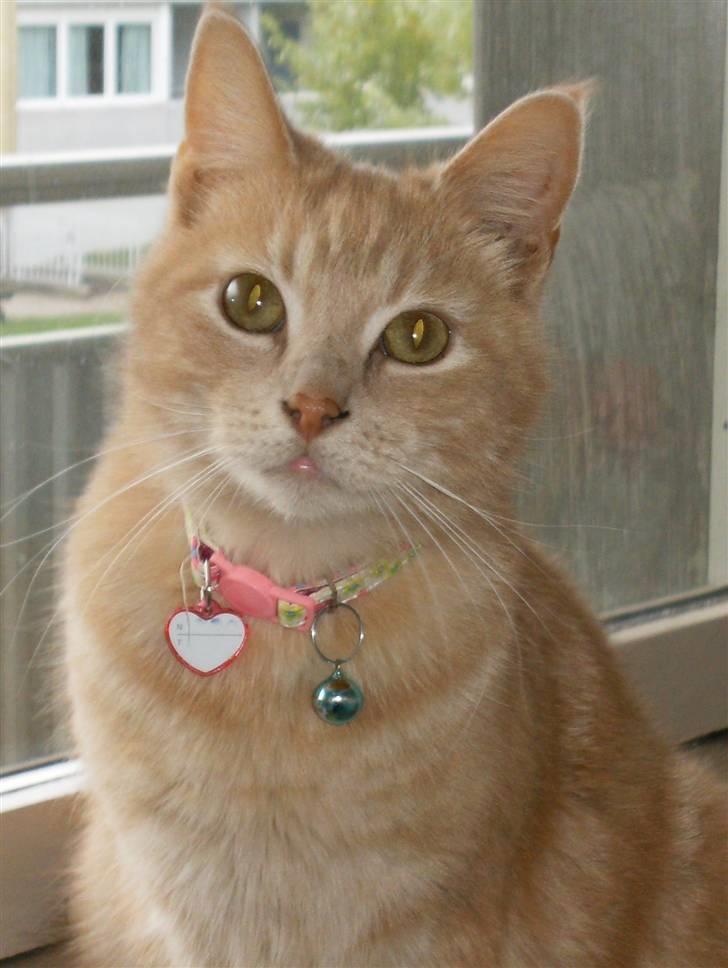 Huskat culo billede 1