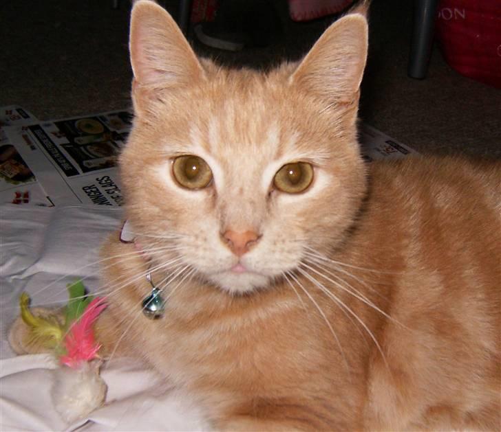 Huskat culo billede 2