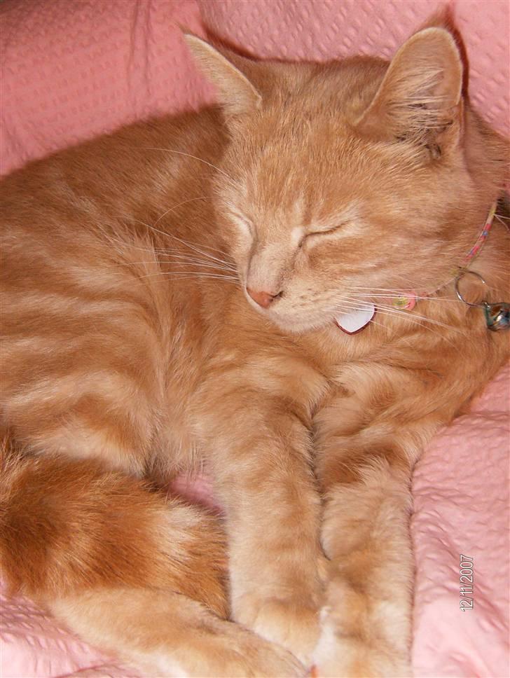 Huskat culo billede 4