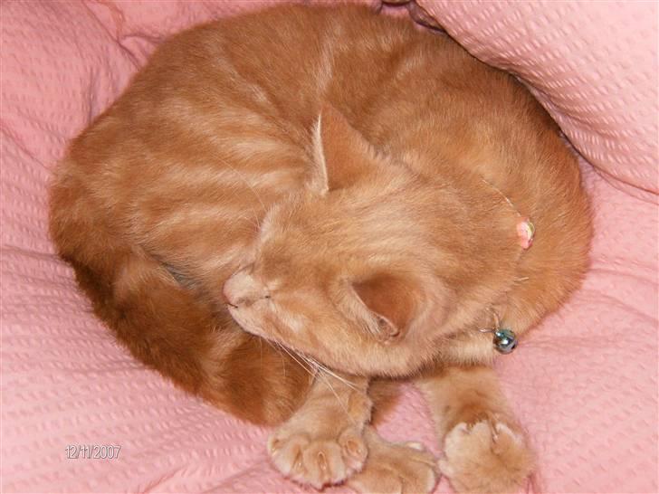 Huskat culo billede 5