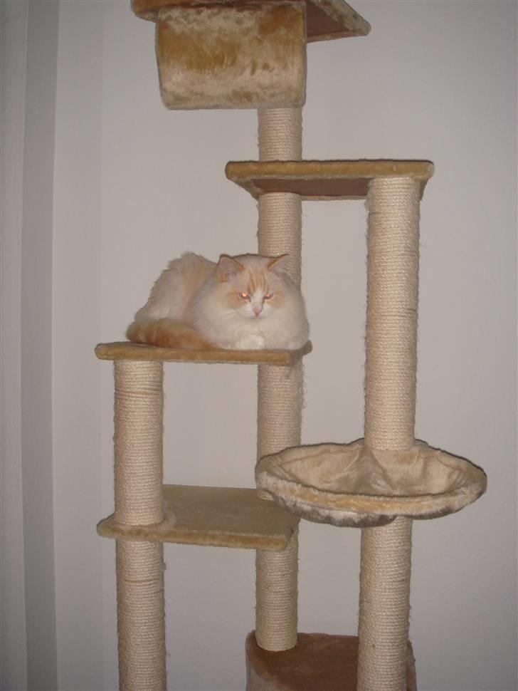 Ragdoll Duke - Det store krædsetræ bliver også brugt til at putte på billede 5