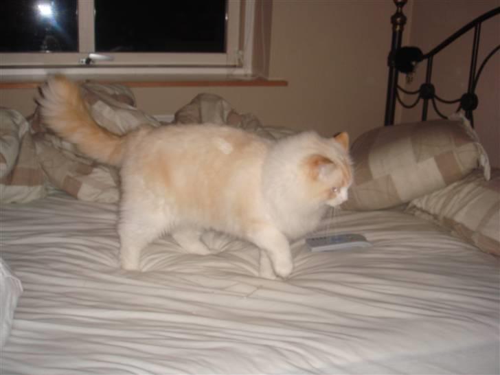 Ragdoll Duke - Så bliver der lige trampet lidt rundt i sengen billede 6