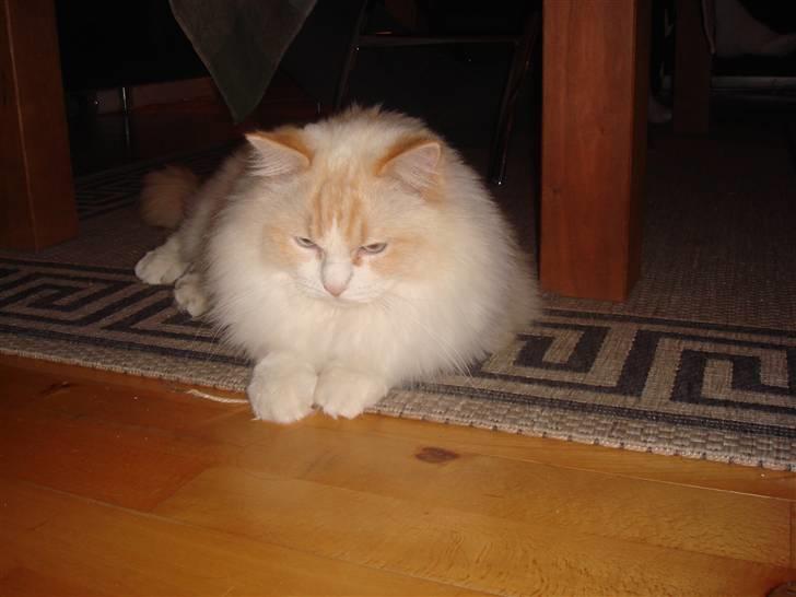 Ragdoll Duke - Lidt træt er man vel altid billede 7