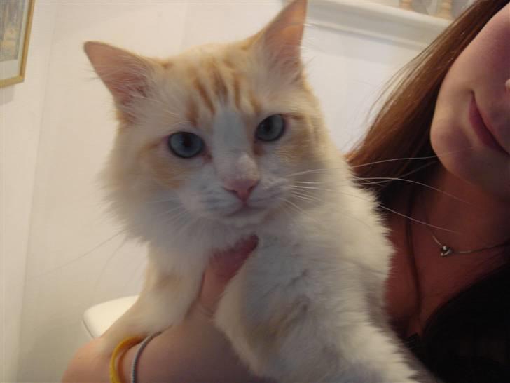 Ragdoll Duke - Ja, her er jeg også næsten lig kommet til mit nye hjem billede 9