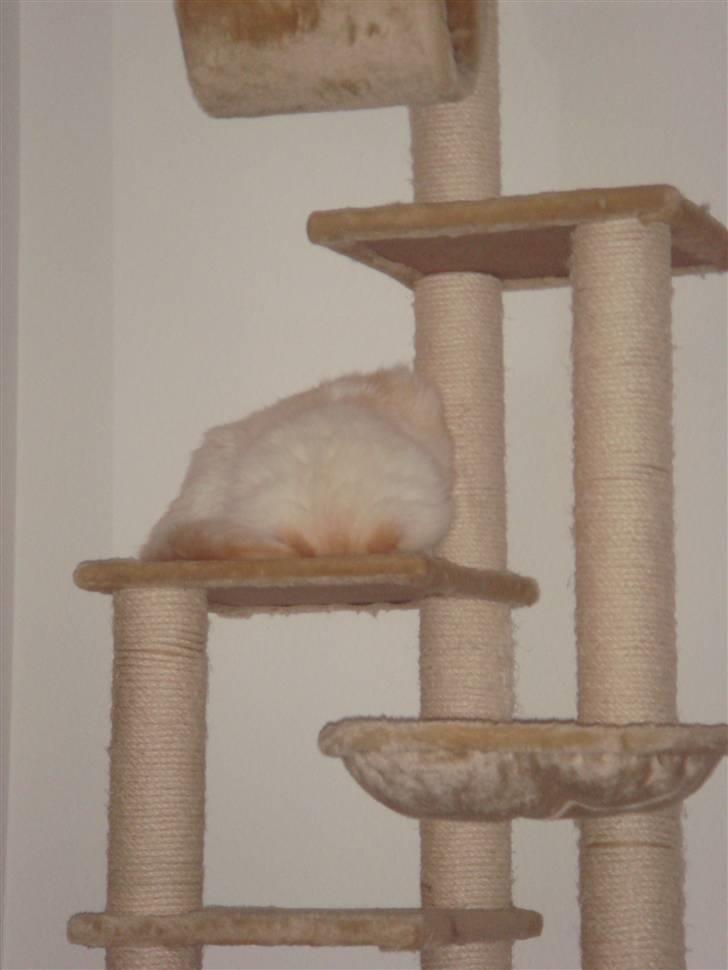 Ragdoll Duke - Ja her ser man det der er meget specielt ved Duke. Han sover på sin pande billede 11