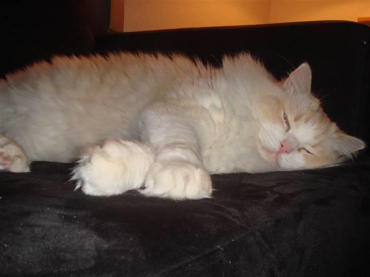 Ragdoll Duke - Og der bliver lige sovet lidt mere billede 13