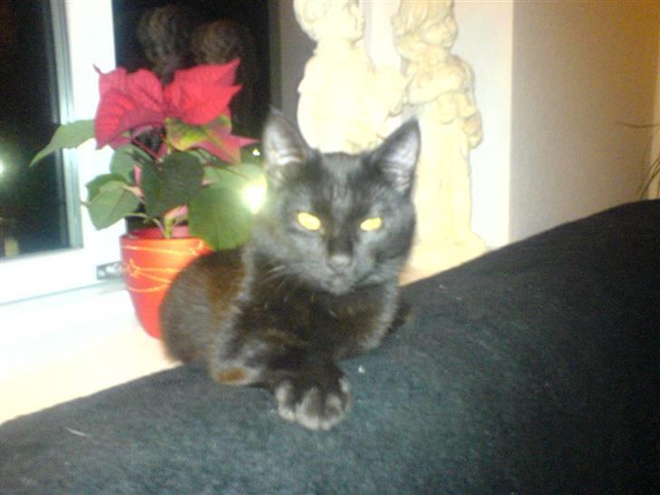 Huskat fnuller billede 1