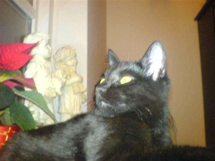 Huskat fnuller billede 2