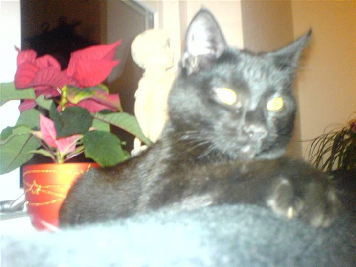 Huskat fnuller billede 3