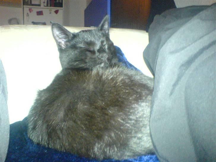 Huskat fnuller billede 4