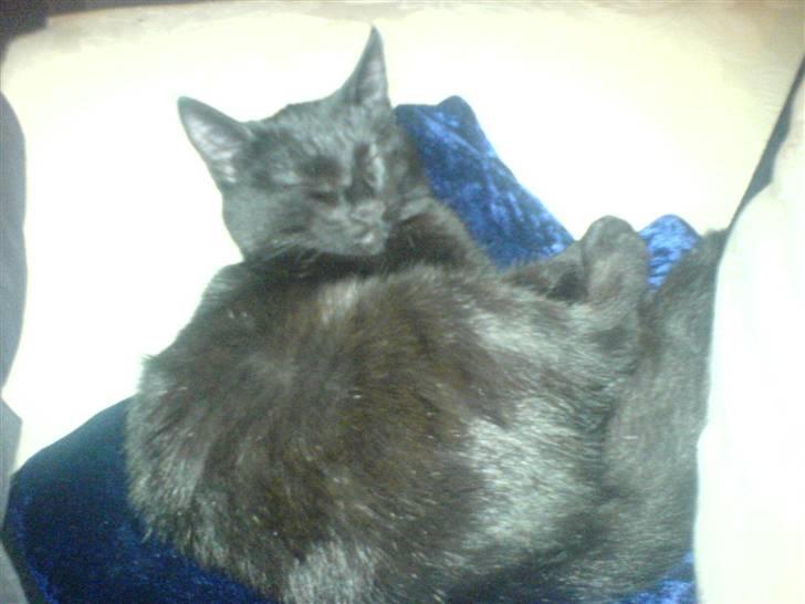 Huskat fnuller billede 5