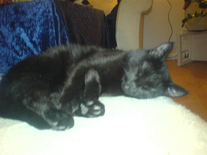 Huskat fnuller billede 6