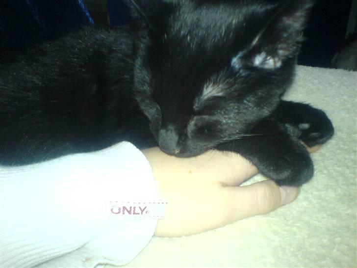 Huskat fnuller billede 7