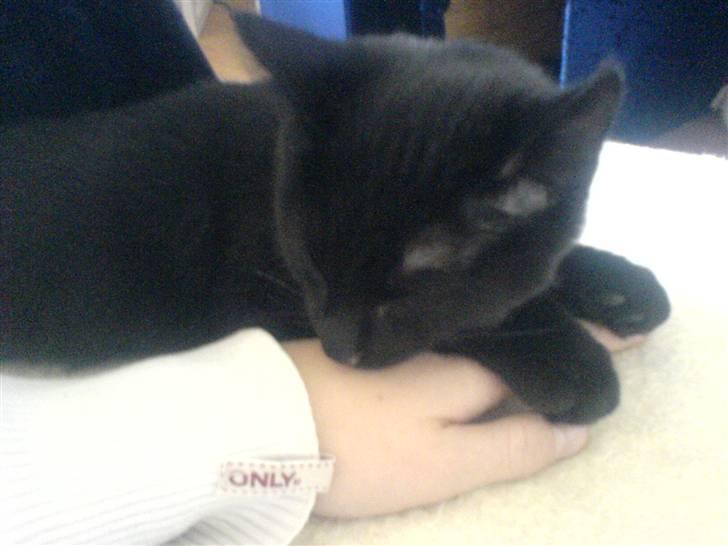 Huskat fnuller billede 8