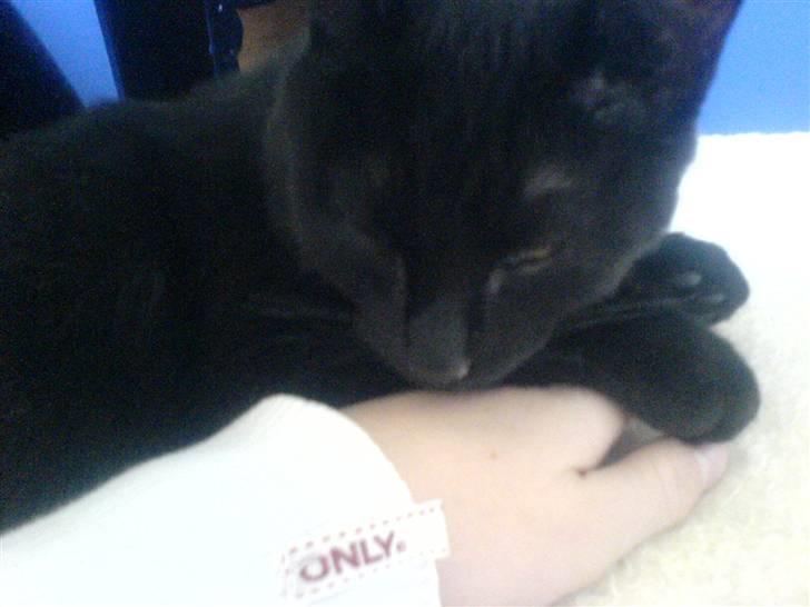 Huskat fnuller billede 9