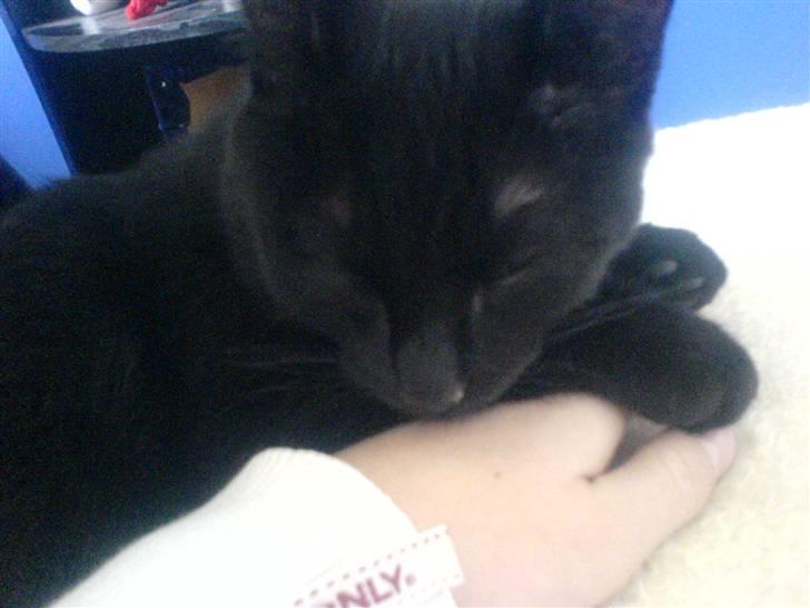 Huskat fnuller billede 10