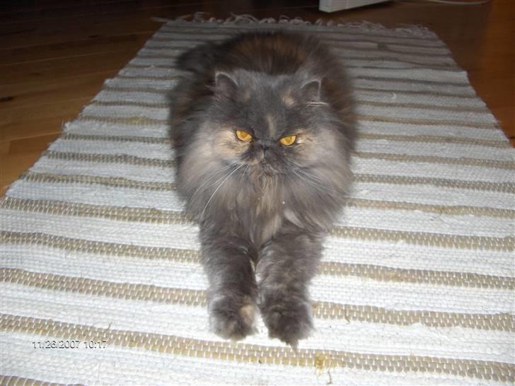 Perser Clara - R.I.P - Slapper lige som jeg er god til.... billede 16