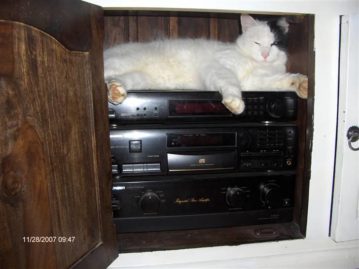 Huskat Uffe - R.I.P - Hygger mig rigtig meget på mors lune anlæg... billede 7