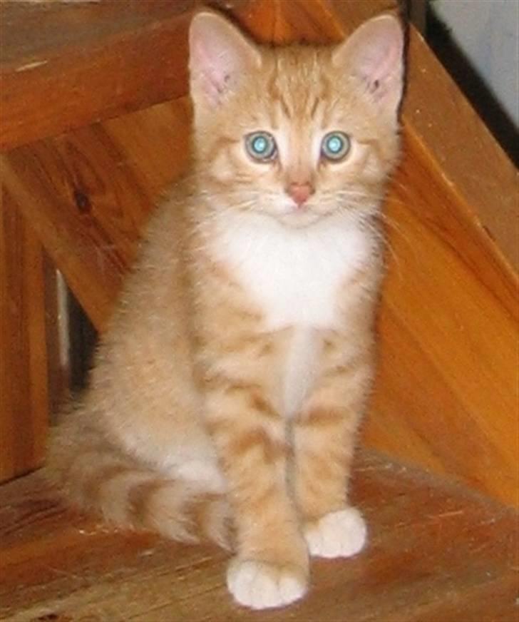 Huskat Elvis - Ca. 9 uger billede 1