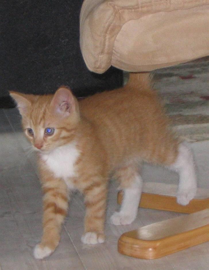 Huskat Elvis - Så skal der leges. billede 2