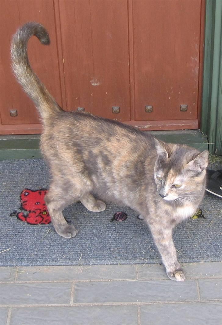 Huskat Elvis - Sådan ser min mor ud. billede 4