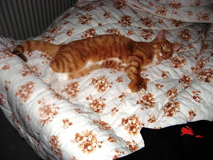 Huskat Elvis - En lur i sengen er da ok. billede 5