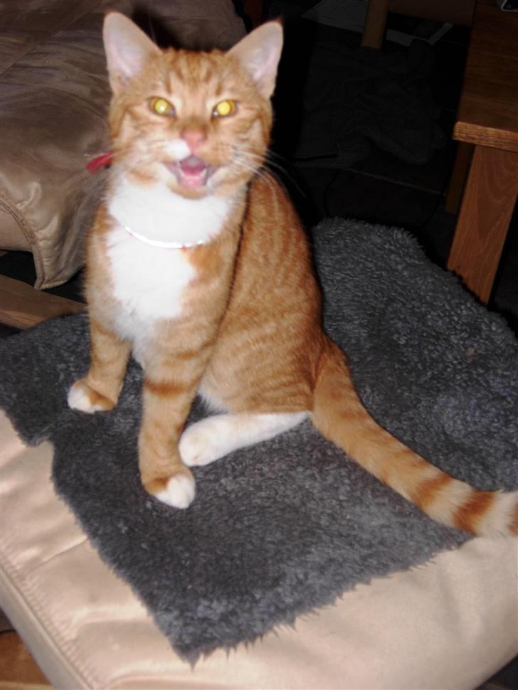 Huskat Elvis - Jeg snakker med dig. billede 6