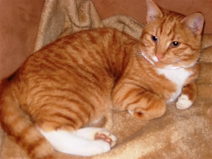 Huskat Elvis - Er nu en FYR, blev kastereret og øremærket for leden da jeg nu er 7 mdr. billede 7