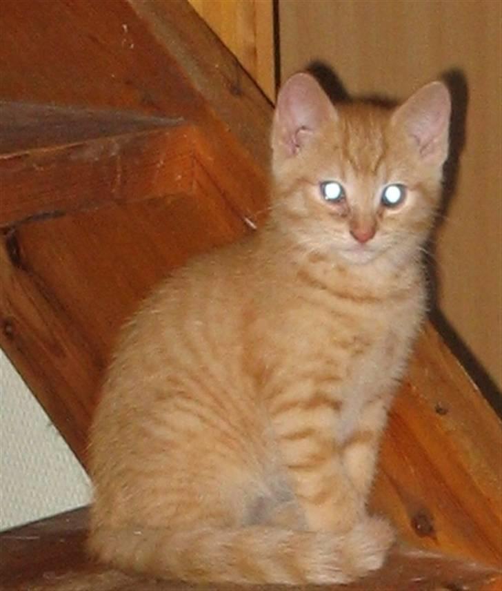 Huskat Ozzy " DØD i okt 2008 "  - Er ca. 9 uger. billede 1