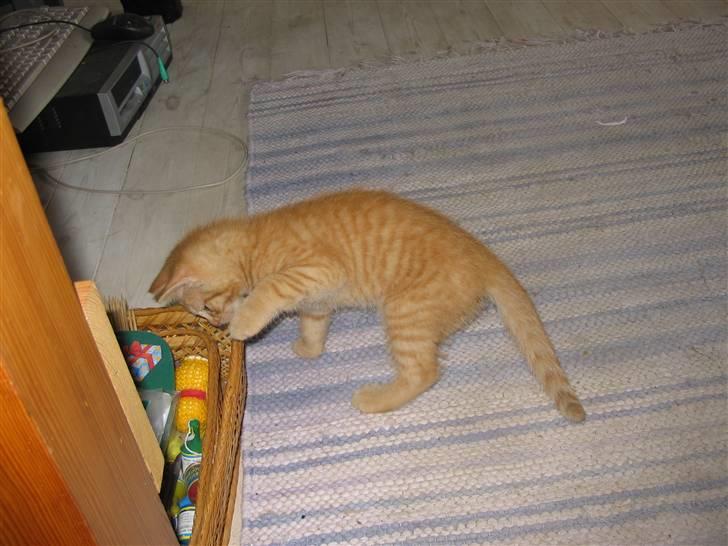 Huskat Ozzy " DØD i okt 2008 "  - Er i gang med at lege. billede 2