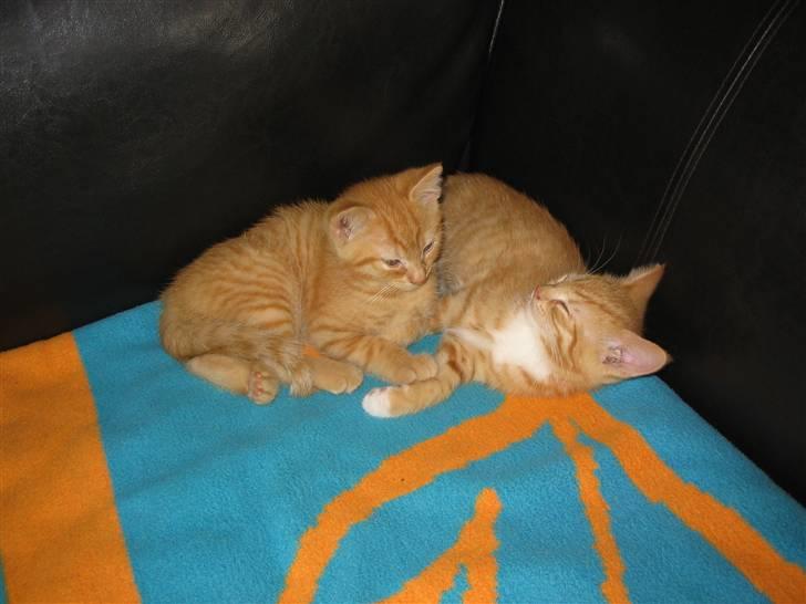 Huskat Ozzy " DØD i okt 2008 "  - Tager en lur sammen med min bror Elvis. billede 3