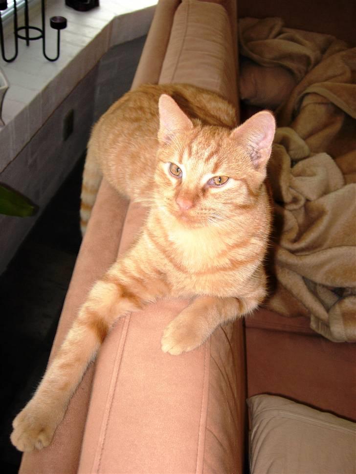 Huskat Ozzy " DØD i okt 2008 "  - Her er godt at holde udkik. billede 4