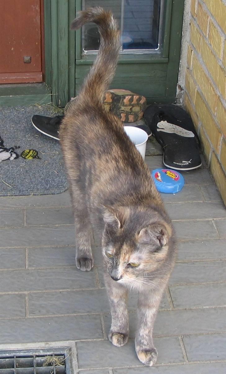 Huskat Ozzy " DØD i okt 2008 "  - Sådan ser min mor ud. billede 5