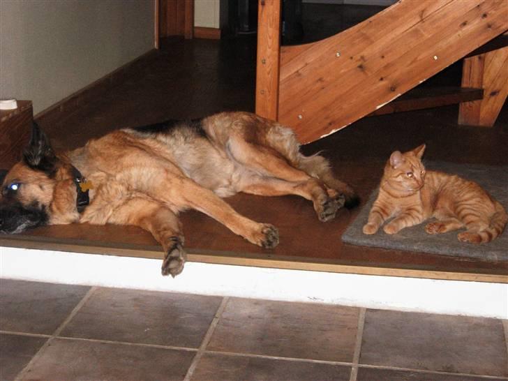 Huskat Ozzy " DØD i okt 2008 "  - Centa og mig er perlevenner. billede 6