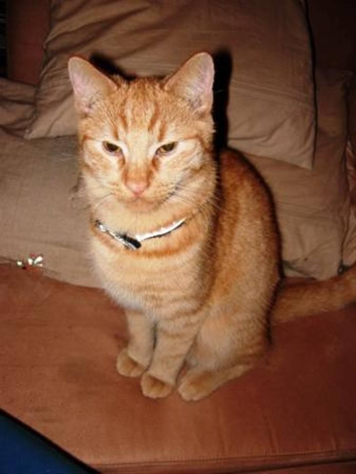 Huskat Ozzy " DØD i okt 2008 "  - Så er jeg 7 mdr. og skal kastereres og øremærkes. billede 7