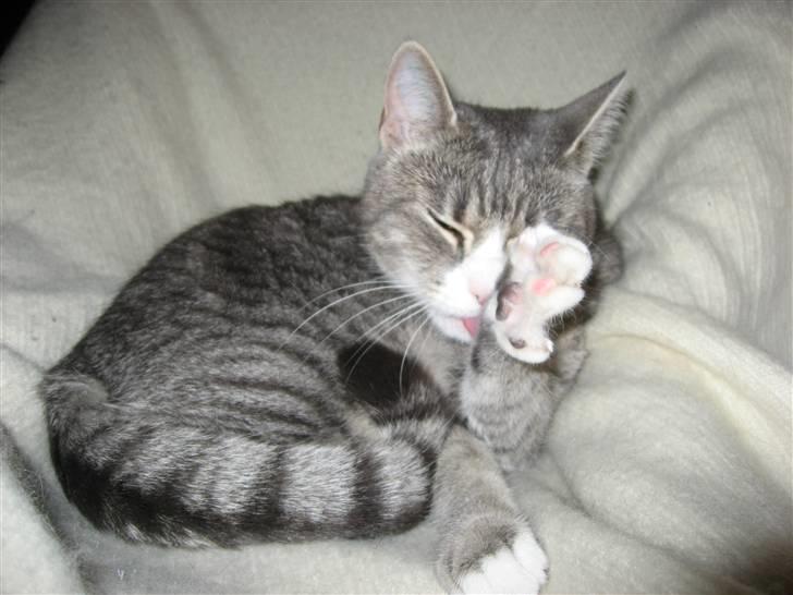 Huskat Thilde billede 9