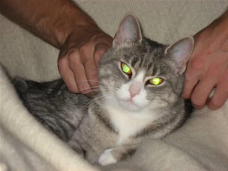 Huskat Thilde billede 10