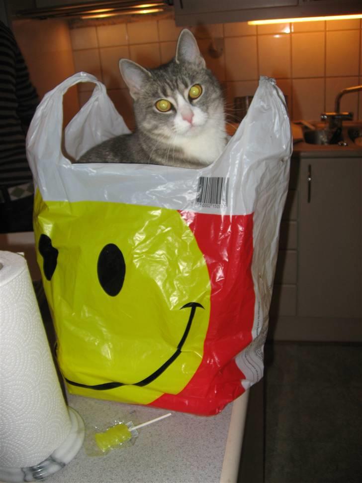 Huskat Thilde billede 11