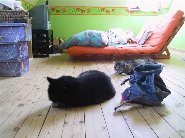 Blanding af racer Totte (Død...) - Tjaah, nu har i et indblik i hvordan mit værelse ser ud nogle gange :) billede 3