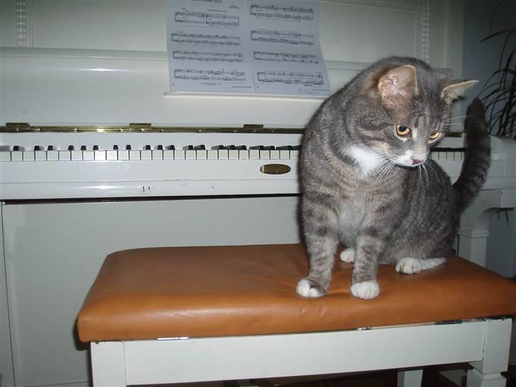 Blanding af racer Poul billede 17