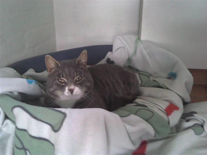 Blanding af racer Poul - øøøøh poul det er Albert´s kurv billede 18