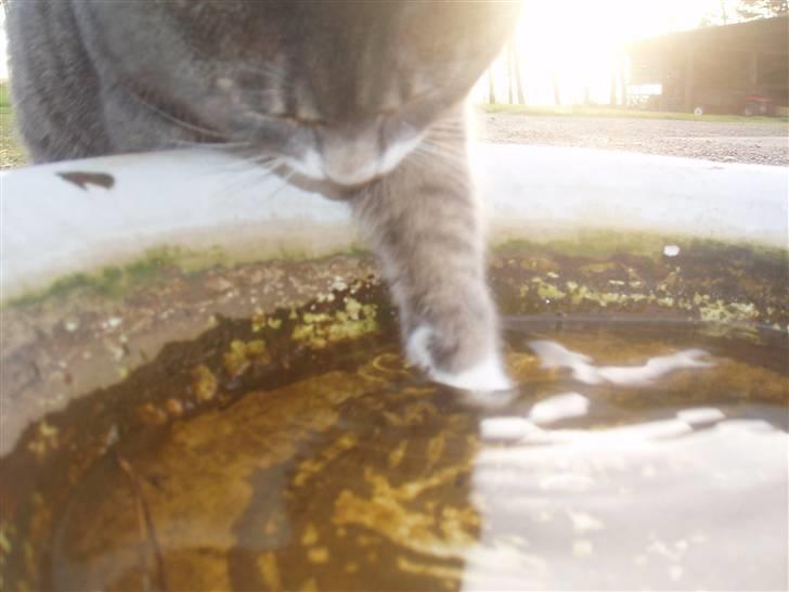 Blanding af racer Poul - ja...han drikker med poterne :) billede 19