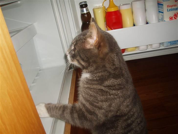 Blanding af racer Poul - hvad skal jeg mon ta´ ;) billede 20