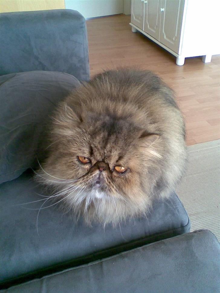 Perser Lady Fair Sweet Dream billede 2