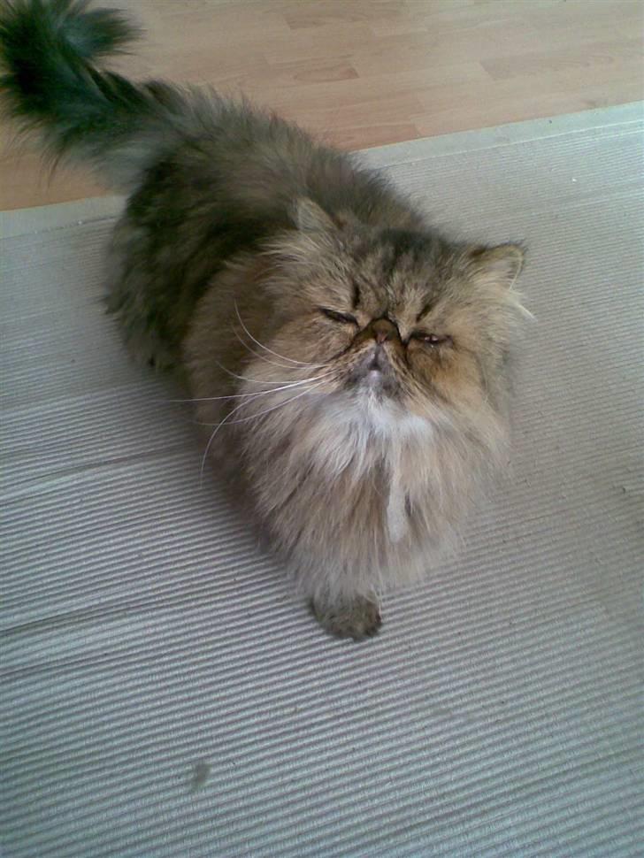 Perser Lady Fair Sweet Dream billede 3