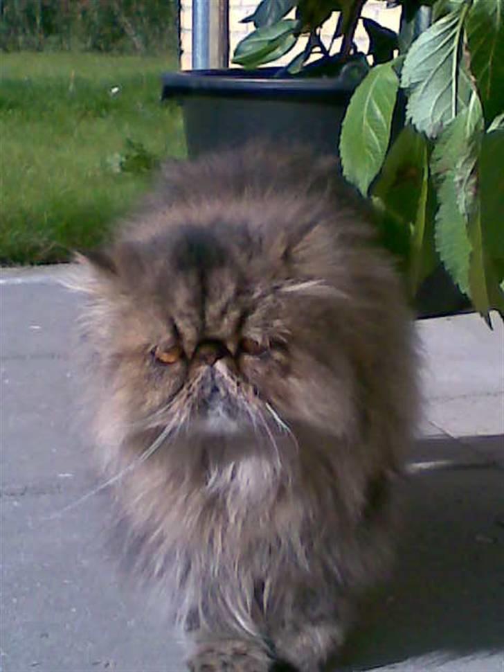 Perser Lady Fair Sweet Dream billede 5