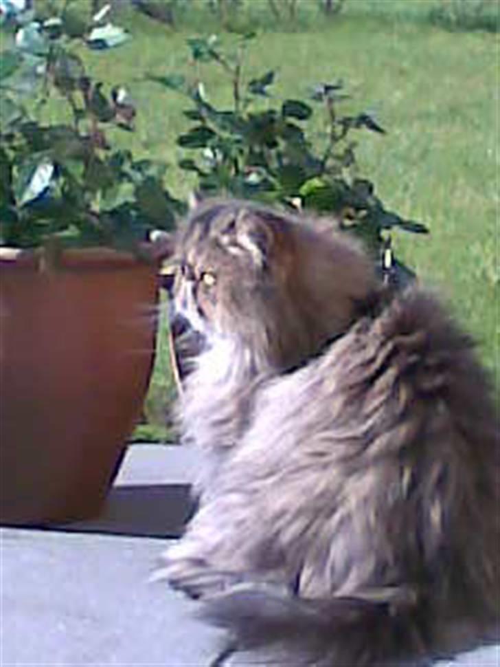 Perser Lady Fair Sweet Dream billede 6